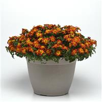 Bee Happy™ Red Bidens