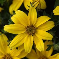 Sun Drop Bidens