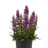 Penstemon Summit Sweets™ Purple