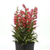 Penstemon Summit Sweets™ Ruby