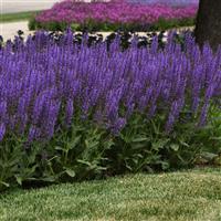 Salvia nemorosa Blue by You