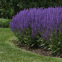 Salvia nemorosa Blue by You