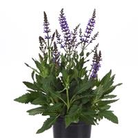 Salvia nemorosa Blue by You