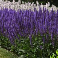 Salvia nemorosa Blue by You
