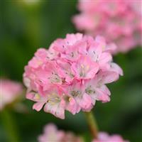 Armeria Dreameria<sup>®</sup> Daydream