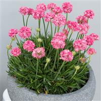 Armeria Dreameria<sup>®</sup> Dreamland