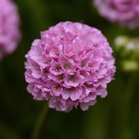 Armeria Dreameria<sup>®</sup> Sweet Dreams