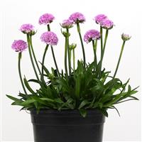 Armeria Dreameria<sup>®</sup> Sweet Dreams