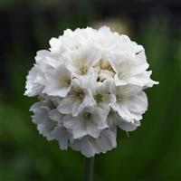 Armeria Dreameria<sup>®</sup> Dream Clouds