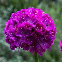 Armeria Dreameria<sup>®</sup> Vivid Dreams