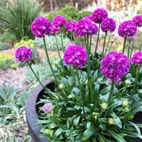 Armeria Dreameria<sup>®</sup> Vivid Dreams