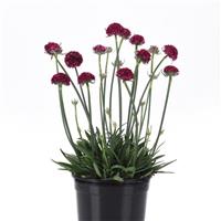 Armeria Dreameria<sup>®</sup> Hypnotic Dreams