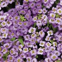 Wonderland Blue Alyssum