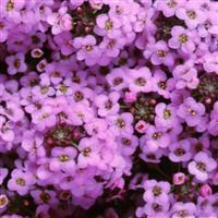 Wonderland Lavender Alyssum