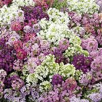 Wonderland Mix Alyssum