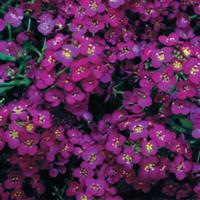 Wonderland Deep Purple Alyssum