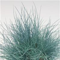 Buddy Blue Festuca