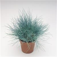 Buddy Blue Festuca
