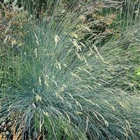Buddy Blue Festuca