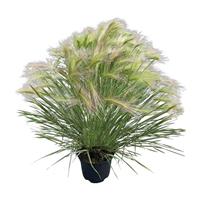 Ricky Grass Hordeum jubatum