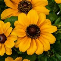 Tablemate Gold Rudbeckia