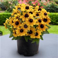 Tablemate Gold Rudbeckia