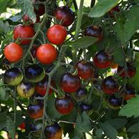 Midnight Snack Tomato