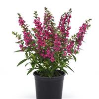 Serena<sup>®</sup> Magenta Angelonia