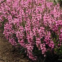 Serenita<sup>®</sup> Pink Angelonia