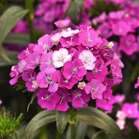 Amazon™ Purple Magic Dianthus