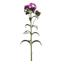 Amazon™ Purple Magic Dianthus