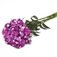 Amazon™ Purple Magic Dianthus