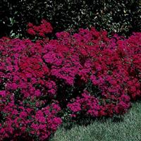 Amazon™ Neon Duo Dianthus