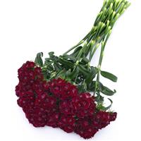 Sweet™ Purple Dianthus