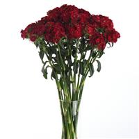 Sweet™ Red Dianthus