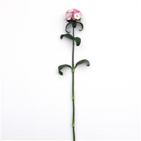 Sweet™ Pink Magic Dianthus