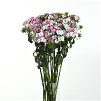Sweet™ Pink Magic Dianthus