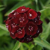 Sweet™ Black Cherry Dianthus