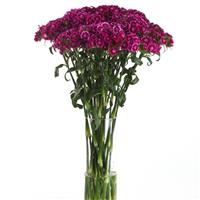 Sweet™ Magenta Bicolor Dianthus