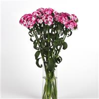 Sweet™ Rose Magic Dianthus