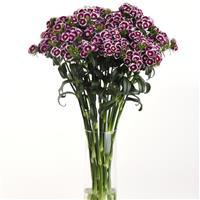 Sweet™ Purple White Bicolor Dianthus