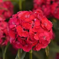 Sweet™ Dusty Flamingo Dianthus