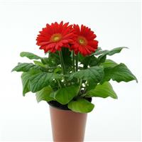 ColorBloom™ Orange with Light Eye Gerbera