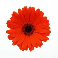 ColorBloom™ Deep Orange with Dark Eye Gerbera