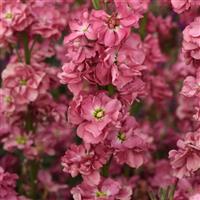 Katz Antique Rose Matthiola
