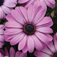 Akila<sup>®</sup> Lavender Shades Osteospermum