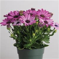 Akila<sup>®</sup> Lavender Shades Osteospermum