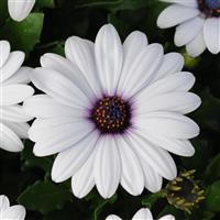 Akila<sup>®</sup> White Osteospermum