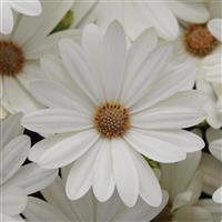 Akila<sup>®</sup> Daisy White Osteospermum