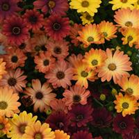 Akila<sup>®</sup> Sunset Shades Osteospermum